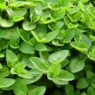 100 seeds Sweet Herb Origanum majorana, easy to grow #IEB54