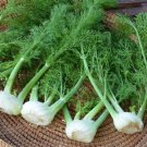 100 vegetable seeds Florence Fennel vulgare Foeniculum Herb  #IEB54
