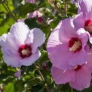 25 flower seeds pink Rose of Sharon, easy to grow  #IEB54