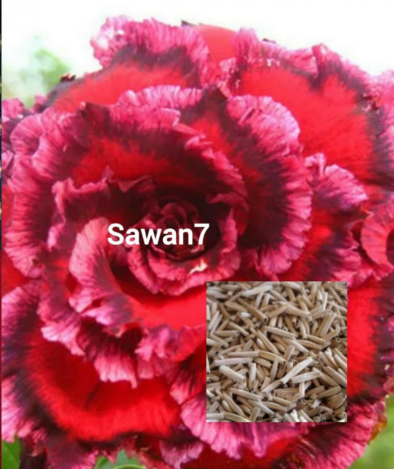 5 flower Seeds Desert Rose Adenium Obesum Flower Perennial #IEB54