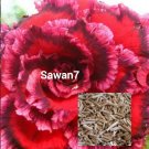 5 flower Seeds Desert Rose Adenium Obesum Flower Perennial #IEB54