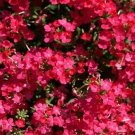 100 flower seeds pink Verbena Plant    #IEB54