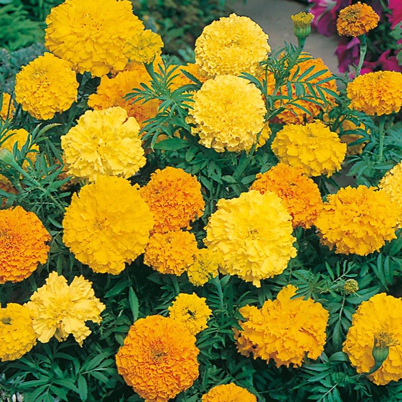 350 flower seeds orange  Crackerjack African Marigold    #IEB54