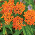 50 flower seeds orange Butterfly Weed  Asclepias Tuberosa  #IEB54