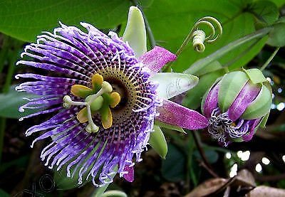 Seeds 10 - Passiflora ligularis - Sweet Granadilla  #IEB54
