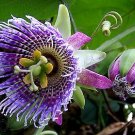 Seeds 10 - Passiflora ligularis - Sweet Granadilla  #IEB54