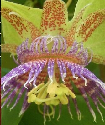 10 flower seeds Passiflora maliformis Sweet Calabash, easy to grow #IEB54