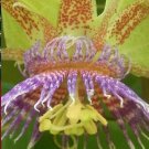10 flower seeds Passiflora maliformis Sweet Calabash, easy to grow #IEB54