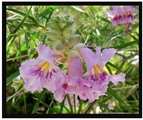 25 flower seeds Desert Willow  Chilopsis Linearis, easy to grow  #IEB54