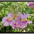 25 flower seeds Desert Willow  Chilopsis Linearis, easy to grow  #IEB54