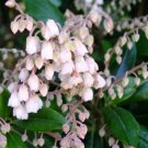 25 seeds Lily of the Valley Tree Oxydendrum Arboreum  #IEB54