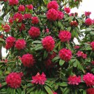 1000 flower seeds red Rhododendron arboreum Burans Gurans  #IEB56