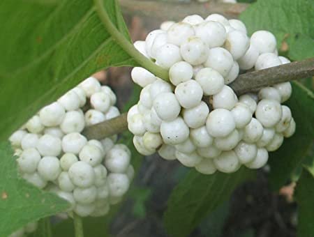 10 seeds Callicarpa americana lactea  White American    #IEB56
