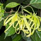 10 seeds Cananga odorata Ylang Ylang  #IEB56