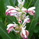 10 seeds Alpinia galanga  Greater Galangal  Siamese Ginger   #IEB56