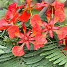 5 seeds Delonix regia   Royal Poinciana   Flamboyant Flame Tree   #IEB56