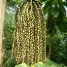10 seeds Caryota urens   Toddy Solitary Fishtail Wine Jaggery Palm    #IEB56