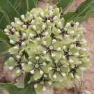 20 seeds Asclepias Arenaria  Sand Milkweed, easy to grow  #IEB56