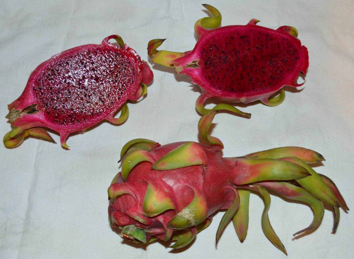 200 seeds dragon fruit Hylocereus costaricensis  polyrhizus     #IEB56