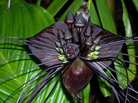 20 flower seeds black Tacca chantrieri  Bat  #IEB56