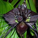 20 flower seeds black Tacca chantrieri  Bat  #IEB56