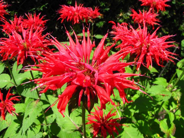 20 flower seeds Monarda didyma Panorama Red Shades   #IEB56