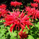 20 flower seeds Monarda didyma Panorama Red Shades   #IEB56