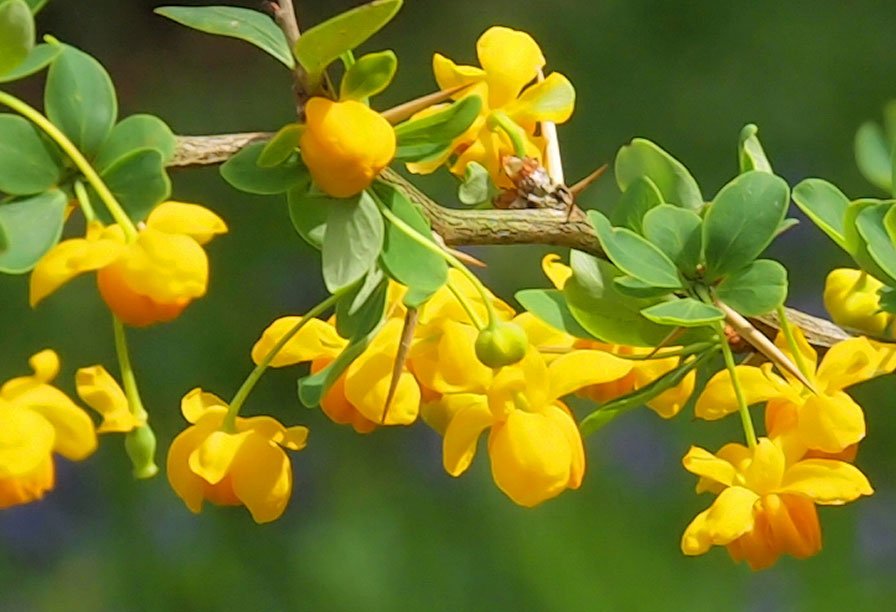 10 seeds yellow  Berberis insignis, easy to grow #IEB56