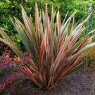 20 seeds Phormium Rainbow Stripe, easy to grow    #IEB56