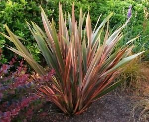 20 seeds Phormium Rainbow Stripe, easy to grow    #IEB56