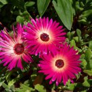 10 seeds Dorotheanthus bellidiformis Ice Plant, easy to grow    #IEB56