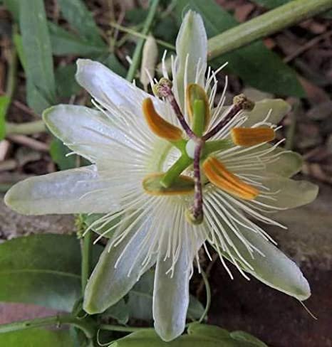 20 flower seeds Passiflora subpeltata White Passion  #IEB56