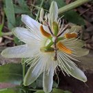 20 flower seeds Passiflora subpeltata White Passion  #IEB56