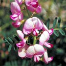10 seeds yellow  Berberis insignis, easy to grow #IEB56