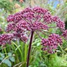 10 flower seeds purple Giant PurpleKorean Angelica   Dang Gui    #IEB56