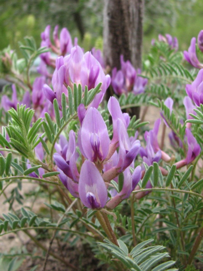 10 seeds pink Astragalus crassicarpus  Ground Plum   Groundplum Milkvetch   #IEB56