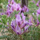 10 seeds pink Astragalus crassicarpus  Ground Plum   Groundplum Milkvetch   #IEB56