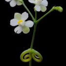 10 seeds Cardiospermum halicacabum  Love in a Puff   Balloon Vine   #IEB56