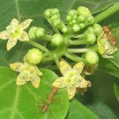 10 seeds Cosmostigma racemosum   Green Milkweed Creeper  #IEB56