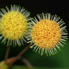 100 seeds  Haldina cordifolia Kadam, easy to grow    #IEB56