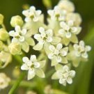 50 flower seeds white Asclepias verticillate  Whorled Milkweed   Horsetail #IEB56