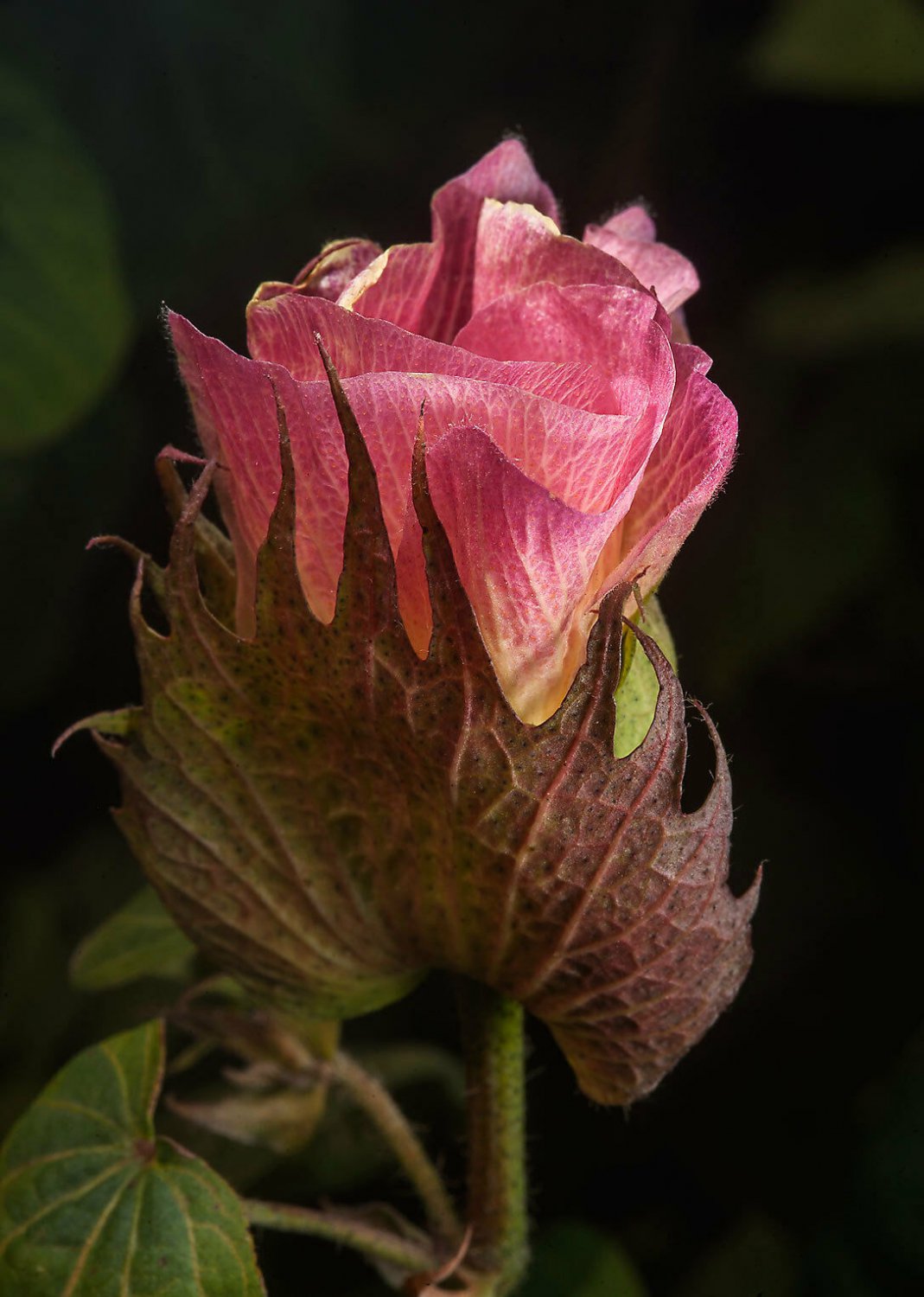 20 seeds Gossypium arboreum Tree Cotton, easy to grow       #IEB56
