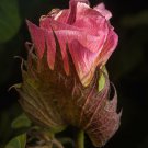 20 seeds Gossypium arboreum Tree Cotton, easy to grow       #IEB56