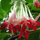 100 flower seeds Fuchsia boliviana Alba, easy to grow   #IEB56