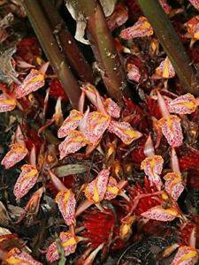 10 seeds Zingiber rubens  Bengal Ginger   #IEB56