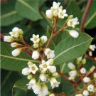 10 seeds Apocynum sibiricum Clasping Dogbane   #IEB56