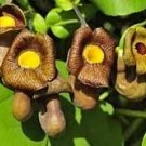 5 seeds Aristolochia macrophylla Broadleafed Birthwort  #IEB56