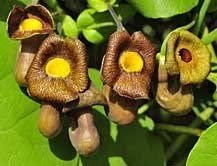 5 seeds Aristolochia macrophylla Broadleafed Birthwort  #IEB56