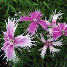 100 seeds pink Dianthus Spooky, easy to grow  #IEB56
