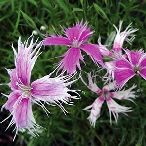 100 seeds pink Dianthus Spooky, easy to grow  #IEB56
